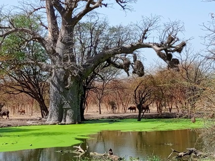 about-02 Bandia Park